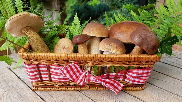 Champignons