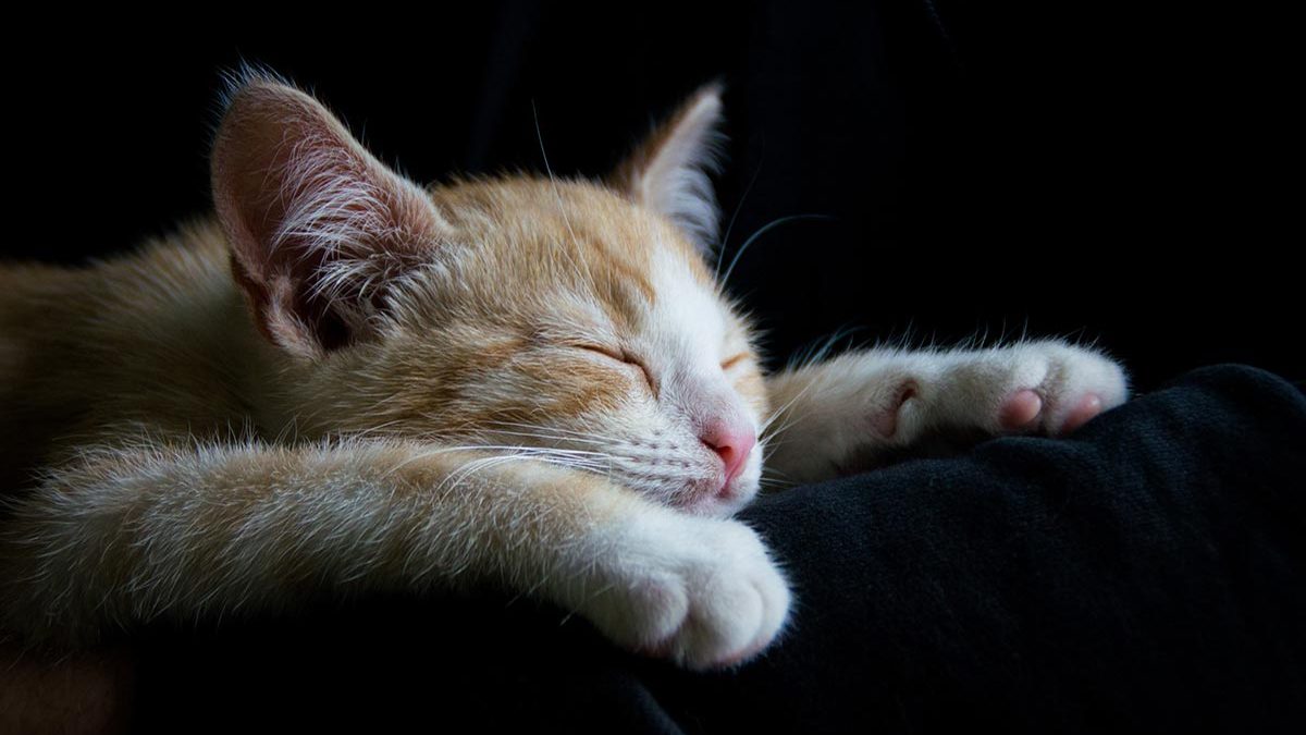 Idées reçues sur l'insomnie