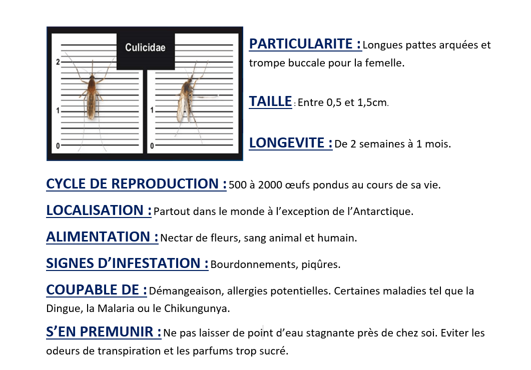 Culcidae moustique